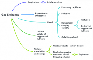 Concept Map: Gas Exchange – Nursing Pharmacology