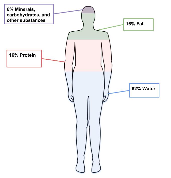 Body composition and body fat distribution