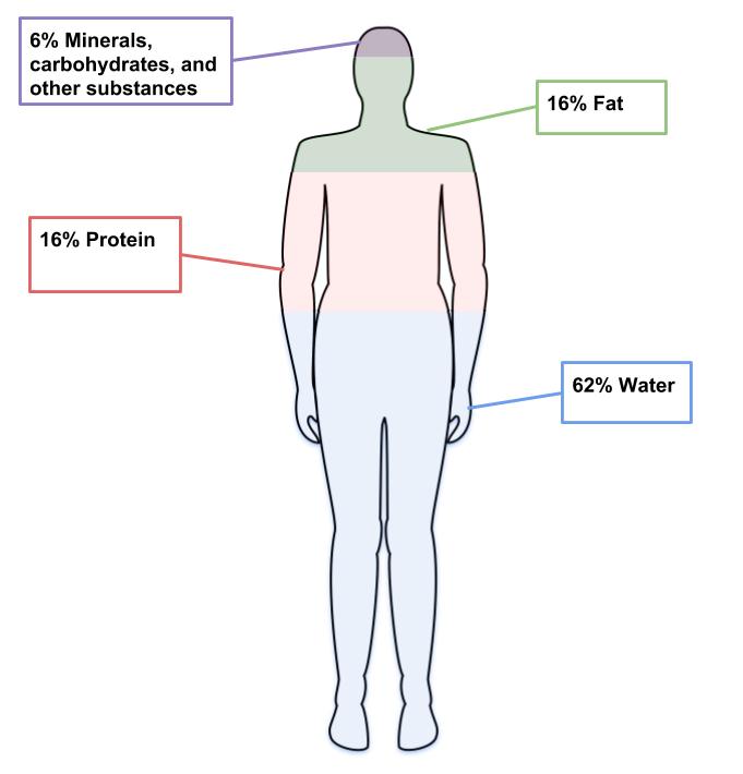 Indicators of Health: Body Mass Index, Body Fat Content, and Fat