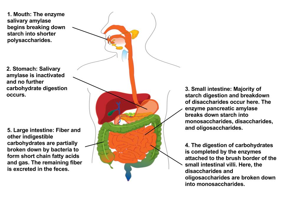Digestion and Absorption of Carbohydrates – Human Nutrition