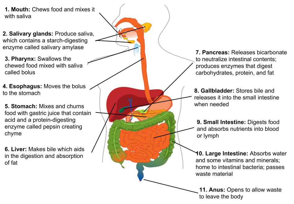 food travel through the small intestine