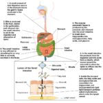 Digestion And Absorption Of Lipids – Human Nutrition