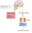 Regulation Of Water Balance – Human Nutrition