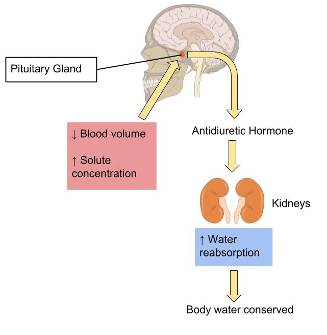 Regulation Of Water Balance Human Nutrition