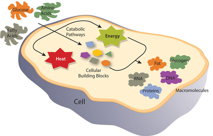 Metabolic pathways of a cell