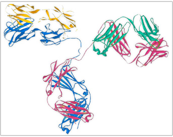 Antibody proteins