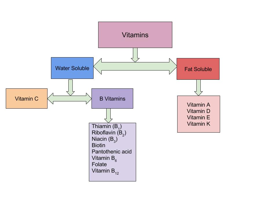 Flowchart of types of vitamins