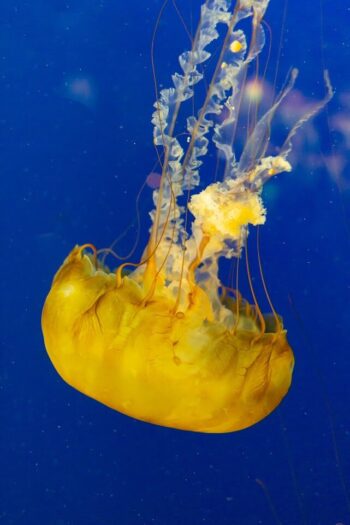 Cover image for Grand Challenges in Ocean Leadership