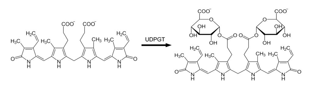 Chemical Formula of Bilirubin Glucuronidation