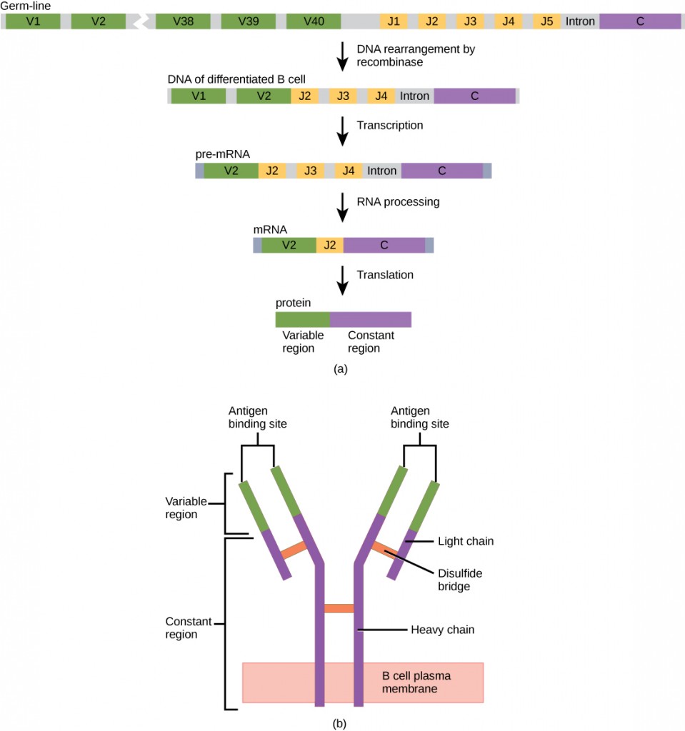A two-panel figure describing the genetic basis of antibody diversity. Panel (a) shows the process of V(D)J recombination: a germ-line DNA configuration with multiple V, J, and C gene segments undergoes rearrangement, transcription, and RNA splicing to produce a final mRNA that codes for an antibody light chain. Panel (b) shows the resulting protein structure of a membrane-bound B cell receptor, composed of light and heavy chains with variable and constant regions forming antigen-binding sites.