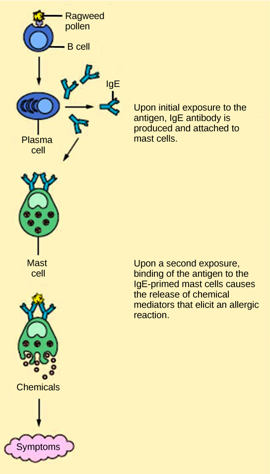 A two-panel diagram illustrating the mechanism of an allergic reaction. The top panel shows the initial exposure to an antigen (allergen), where IgE antibodies are produced and bind to receptors on a mast cell, priming it. The bottom panel shows a second exposure, where the allergen binds to the IgE on the mast cell, causing it to release inflammatory chemical mediators.