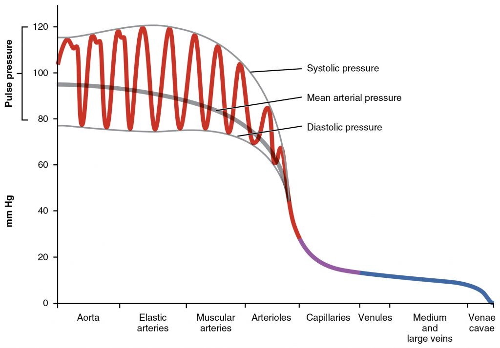 This graph shows the value of pulse pressure in different types of blood vessels. The y-axis is pressure and the x-axis are names of vessels from the largest (the aorta) to the smallest (capillaries) to the largest veins (vena cavae). Arterial pressure is measured by a red oscillating line which decreases in amplitude as it approaches the small arterioles and smallest capillaries. The venous flow is represented a blue line. As arteries move to veins, the pressures decrease from 120 mmHg to near 0 mmHg, with a vertical drop in pressure at the capillaries.