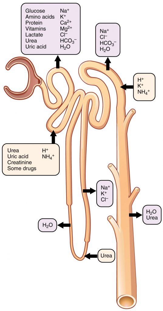 Diagram of the areas in the nephron where different substances are reabsorbed or secreted.