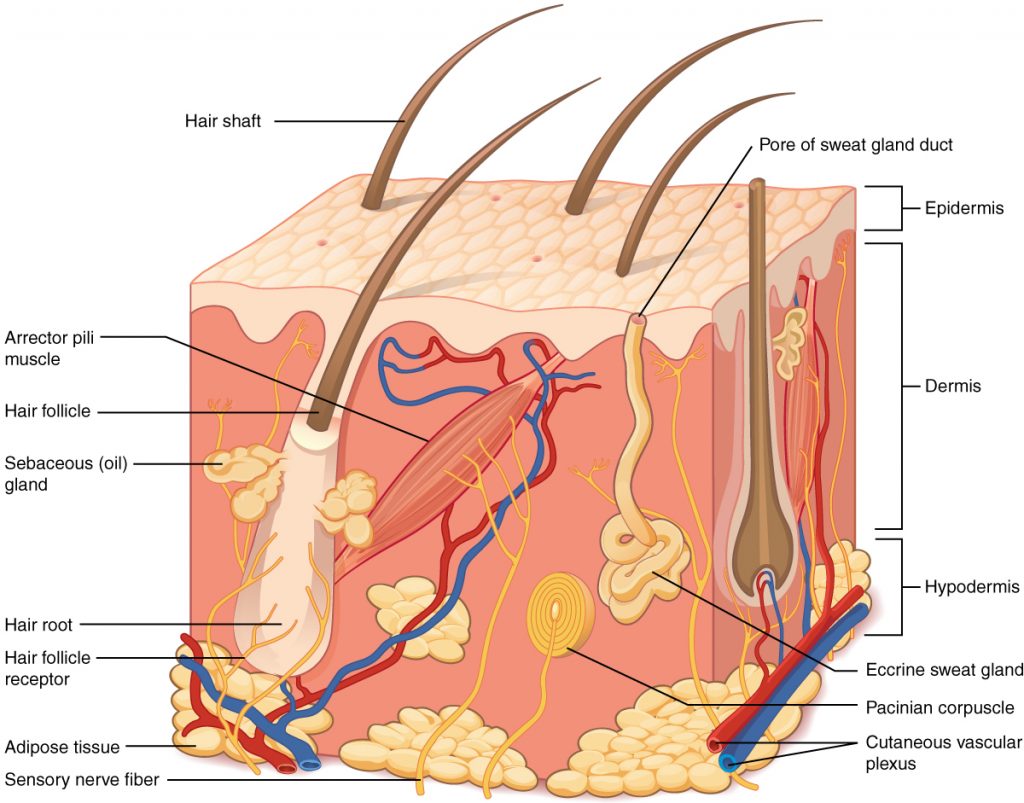 This illustration shows a cross section of skin tissue. The outermost layer is called the epidermis, and occupies one fifth of the cross section. Several hairs are emerging from the surface. The epidermis dives around one of the hairs, forming a follicle. The middle layer is called the dermis, which occupies four fifths of the cross section. The dermis contains an erector pilli muscle connected to one of the follicles. The dermis also contains an eccrine sweat gland, composed of a bunch of tubules. One tubule travels up from the bunch, through the epidermis, opening onto the surface a pore. There are two string-like nerves travelling vertically through the dermis. The right nerve is attached to a Pacinian corpuscle, which is a yellow structure consisting of concentric ovals similar to an onion. The lowest level of the skin, the hypodermis, contains fatty tissue, arteries, and veins. Blood vessels travel from the hypodermis and connect to hair follicles and erector pilli muscle in the dermis.