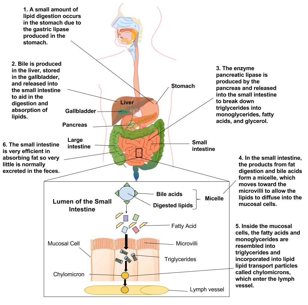 The GI tract is visible within the outline of a body. The stomach, liver, pancreas, small and large intestine are visible with arrows highlighting the function each part does with respect to lipid digestion and absorption. A lower panel demonstrates lipid emulsification, digestion, and absorption into the lymph at the cellular level of the small intestine