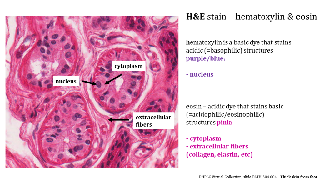 a microscopic image of skin tissue stained pink (with eosin) and purple (hematoxylin). There are 3 clusters of cells, each surrounding a central opening. The cells are mostly pink with a purple ovoid at the basolateral side of the cell (away from the opening)