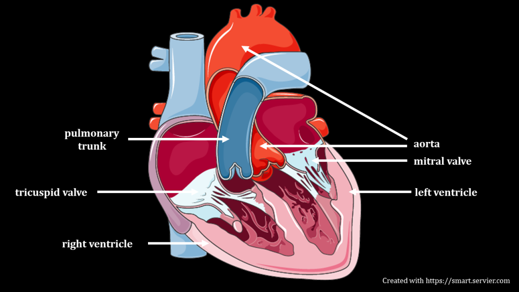 Gross Anatomy and Histology of Normal Aorta – Pathology