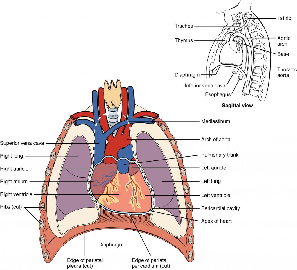 The heart is nestled in the middle, between the right and left lungs and below the great vessels (superior vena cava and aortic arch)