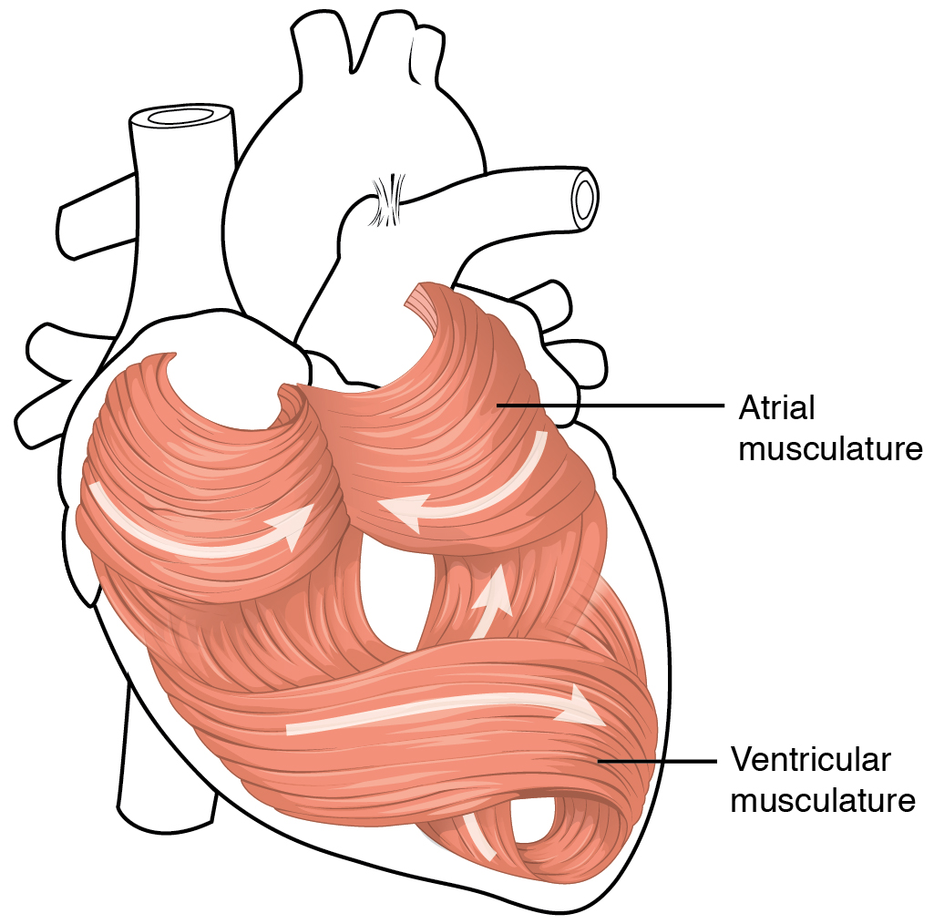 This diagram shows the muscles in the heart. Fibres are  layered like a long continuous ribbon with lots of loops and turns. the predominant patter is a figure 8 shape around the left ventricle and coils for each of the atria