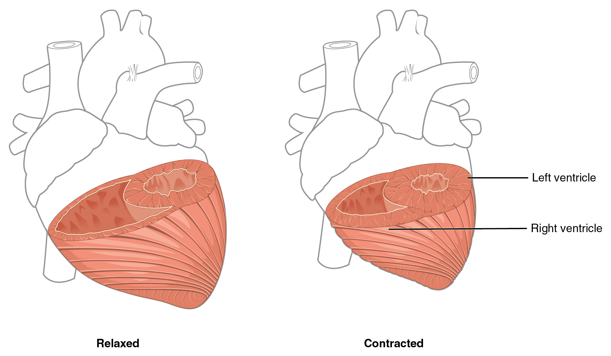 In this figure the left panel shows the muscles of the heart in the relaxed position, and the right panel shows the muscles of the heart in contracted position.
