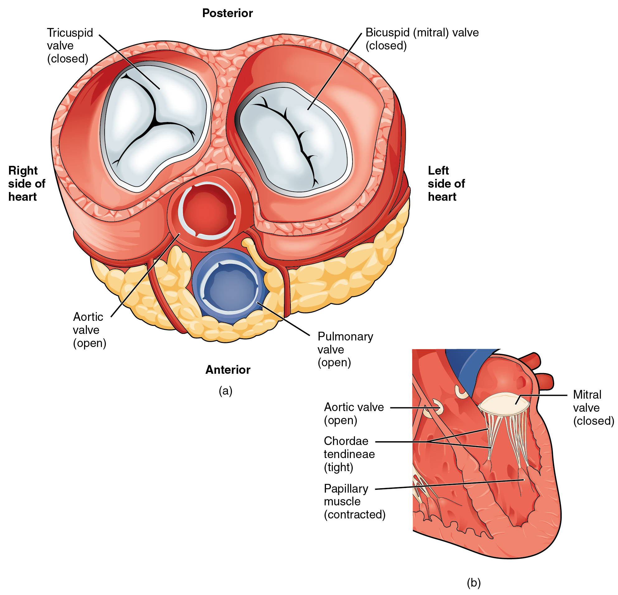 The left panel of this figure shows the anterior view of the heart with the different valves, and the right panel of this figure shows the location of the mitral valve in the closed position in the heart.