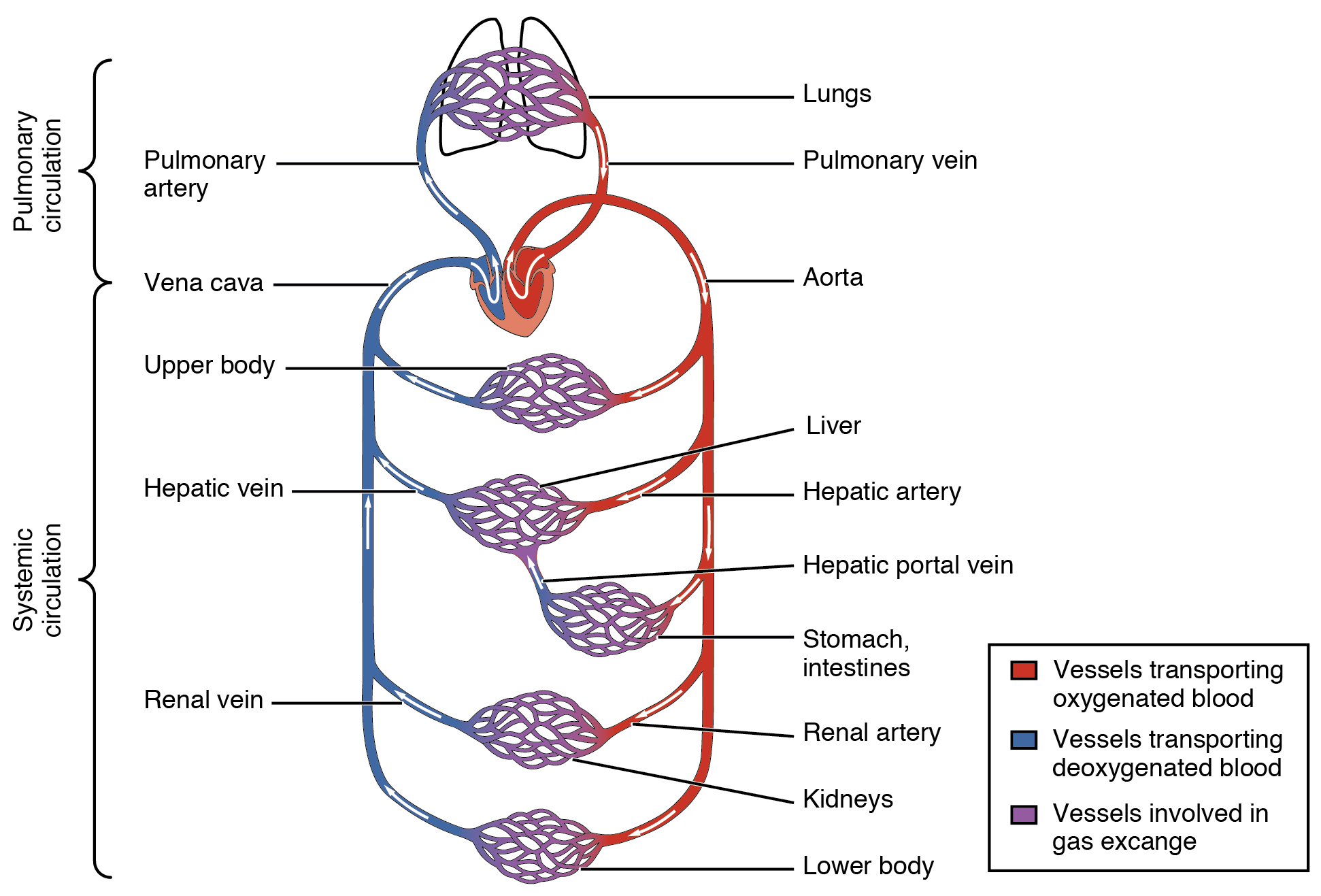 This diagram shows how oxygenated and deoxygenated blood flow through the major organs in the body. On the right of the image is the arterial flow, represented as leaving the heart to the major organs capillary beds (lungs, liver, GI, kidneys, lower body).  The venous flow is on the left of the image, represented by blue.  All venous flow return the right heart which then leaves for the lungs, returning to heart via pulmonary vein (on the right of image since it's oxygenated blood)