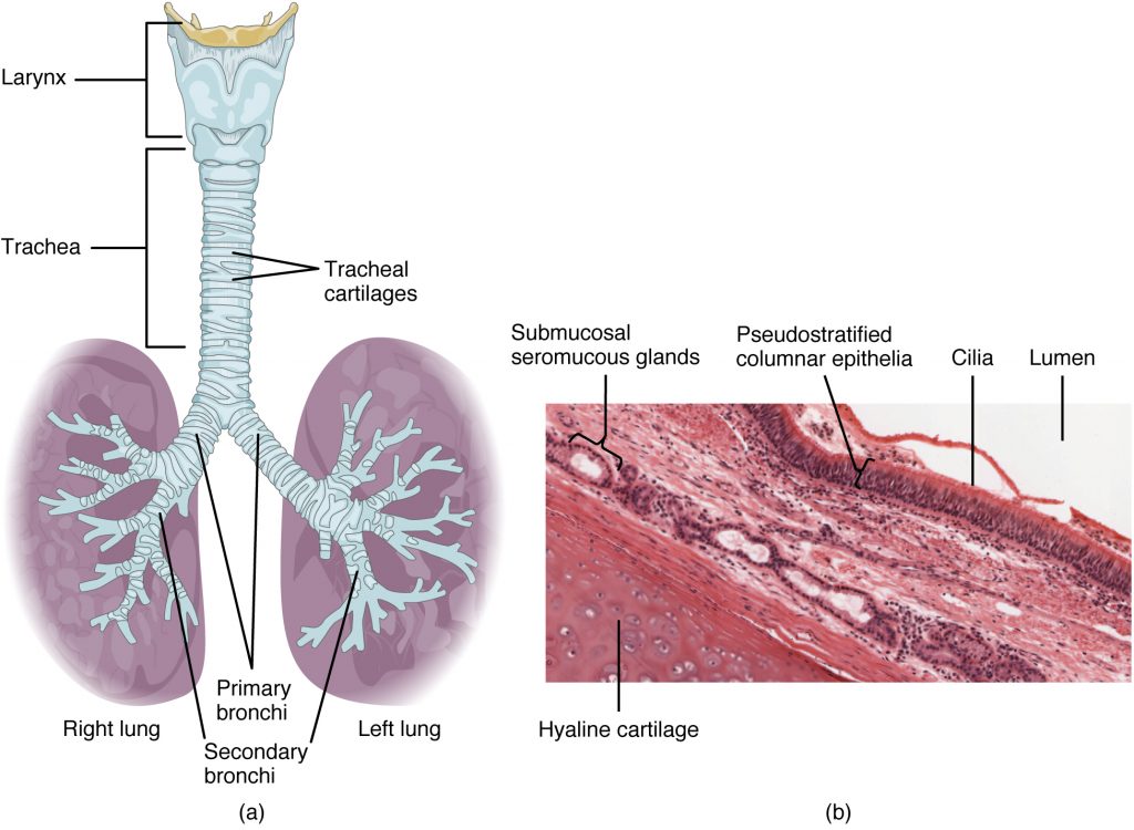 The top panel of this figure shows the trachea and its organs. The major parts including the larynx, trachea, bronchi, and lungs are labeled