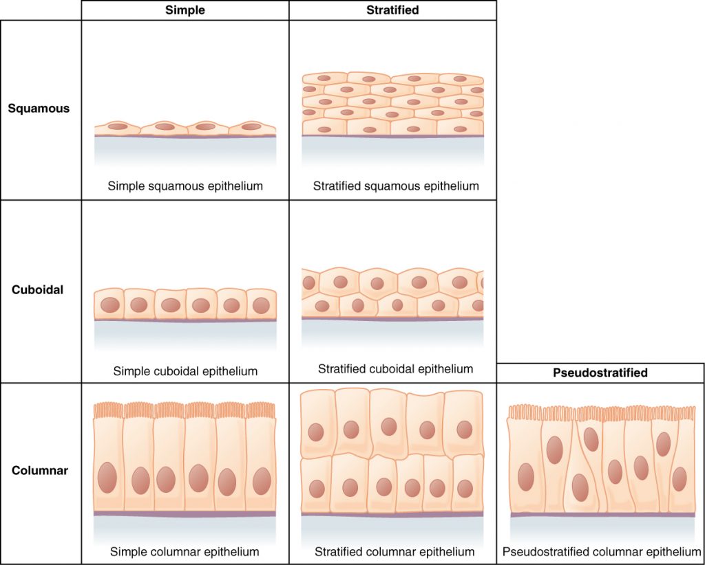 This figure is a table showing the appearance of squamous, cuboidal and columnar epithelial tissues. Simple and compound forms are shown for each tissue type. In a simple squamous epithelium, the cells are flattened and single layered. In a simple cuboidal epithelium, the cells are cube shaped and single layered. In a simple columnar epithelium, the cells are rectangular and are attached to the basement membrane on one of their narrow sides, so that each cell is standing up like a column. There is only one layer of cells. In a pseudostratified columnar epithelium, the cells are column-like in appearance, but they vary in height. The taller cells bend over the tops of the shorter cells so that the top of the epithelial tissue is continuous. There is only one layer of cells. A stratified squamous epithelium contains many layers of flattened cells. Stratified cuboidal epithelium contains many layers of cube-shaped cells. Stratified columnar epithelium contains many layers of rectangular, column-shaped cells
