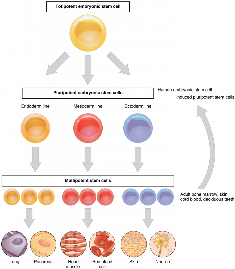 This flow chart shows the differentiation of stem cells into different cell types. The top layer shows a totipotent stem cell, which becomes a pluripotent stem cell and then a multipotent stem cell. A multipotent stem cell can then differentiate into different cell types.