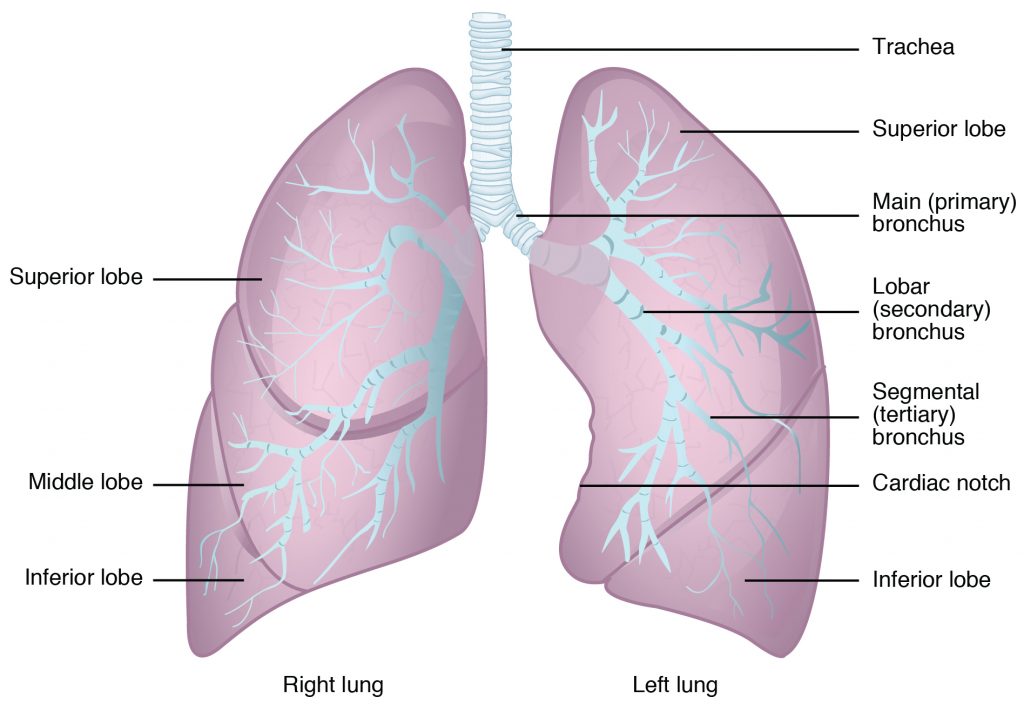 This figure shows the structure of the lungs with the major parts labelled.