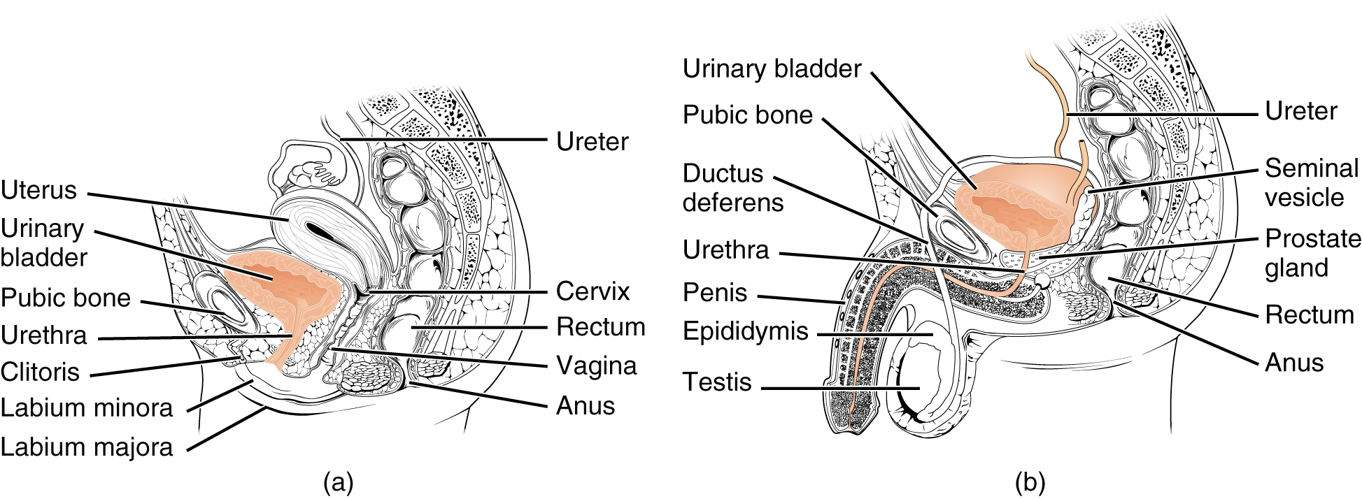 The left panel of this figure shows the organs in the female urinary system and the right panel is the male.