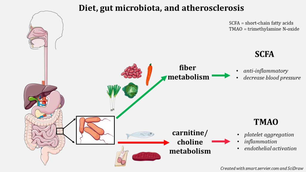 human GI tract with a zoom in on resident bacteria processing either foods in high fiber (like vegetables and beans) which results in decr in blood pressure and anti-inflammatory processes OR foods high in carnitine and choline (e.g. meats fish) resulting in production of the chemical TMAO that leads to inflammation, endothelial activation, and platelet aggregation