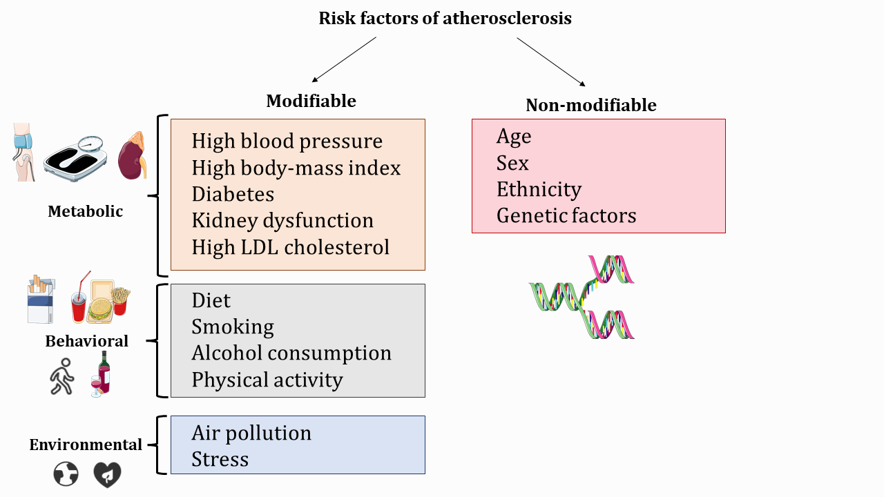 risk factors for atherosclerosis are split into modifiable (things you can change) and non-modifiable. Modifiable risk factors are represented by images that suggest high blood pressure (bp cuff), body mass index (scale), kidney dysfunction (Kidney), diet (fast food burger, fries, and soft drink), smoking (cigarettes), alcohol (wine bottle and blass), lack of exercise, air pollution (globe), and stress (heart with a leaf inside). Non modifiable factors are represented by DNA strand unwound to represent factors such as age, sex, ethnicity, and genetics.