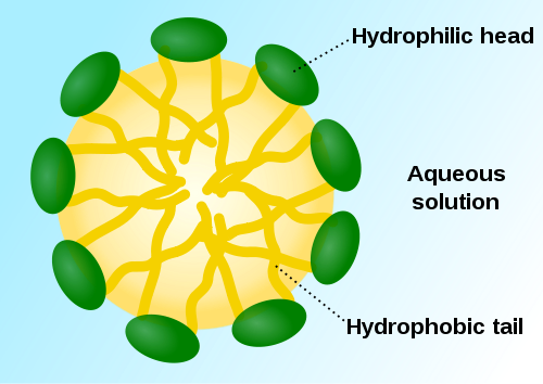 A micelle is a sphere where the outer surface is covered by phospholipids: the hydrophilic head faces the outer aqueous solution whereas the sphere's core contains the hydrophobic tails