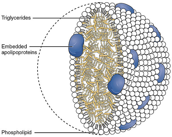 A cross-section of a chylomicron is visible with large blue proteins (apolipoproteins) are sporadically embedded through the outer surface of the spherical chylomicron. The rest of the outer surface are made of the heads of phospholipids. The inner core of the chylomicron is full of trigylcerides (fats) and the fatty tails of the phospholipids.