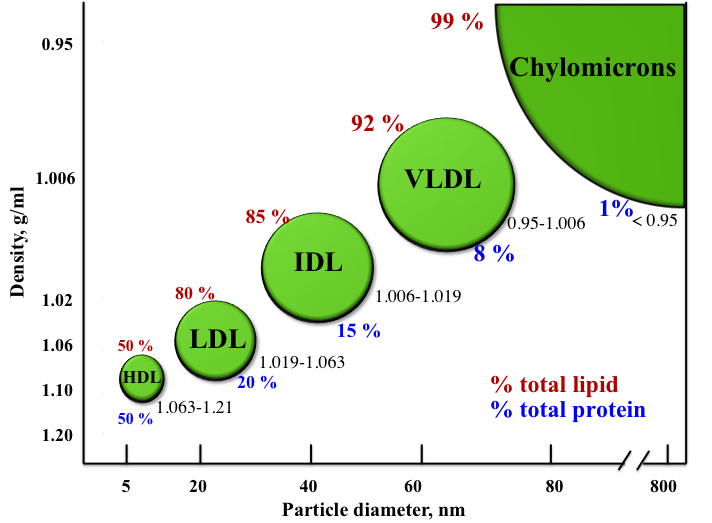 a graph measuring increasing particle diameter in nm (on the x-axis) and decreasing density (on the y axis). Image representation of size of lipoproteins are demonstrated - from the smallest and densest lipid particle, HDL to the less dense and larger lipoproteins (LDL, IDL, and VLDL respectively) to the largest least dense particle, the chylomicron. As the lipoproteins increase in size (and lessen in density) the lipoproteins increase in lipid composition but decrease in protein content