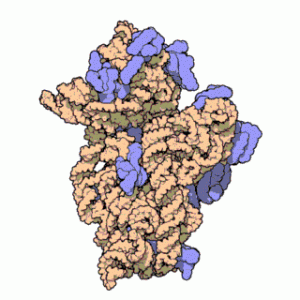Prokaryotic Small Ribosomal Subunit