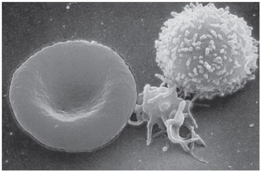 a black and white picture of an electron microscope image of a donut-shaped red blood cell, the much smaller platelet with appendages, and a white blood cell covered in surface features