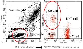 Pictured above is a Flow Cytometry chart. The picture on the left shows the full Flow Cytometry chart with all of the white blood cells listed and the lymphocytes (lymphoid cells) are highlighted. The chart to the right shows a zoomed picture of each type of the lymphocytes. If one were to see a deficiency of one type of cell, that would lead to a leukemia. The flow cytometer is used to count and visualize the amount of white blood cells that cannot be deciphered under a microscope.
