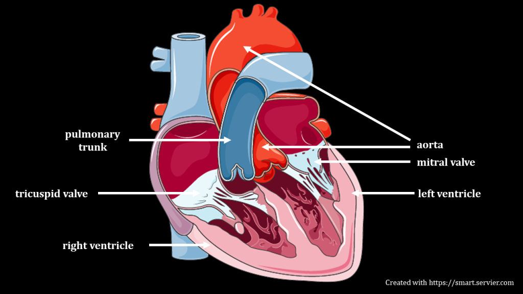 an illustrated heart is opened so all 4 chambers of the heart are visible. The great vessels (pulmonary trunk and aorta) fill the top middle of the image and they are connected to the ventricles taking up the bottom of the image - identifiable by their thick walls. Separating the ventricles from the upper atria are the tricuspid and mitral valves which are attached to the ventricle by thing stands of chordae tendinae