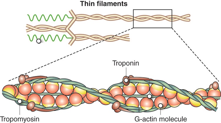 This figure illustrates the thick and thin filaments within the muscle cell. Troponin, tropomyosin, and G-actin molecules are labelled. 