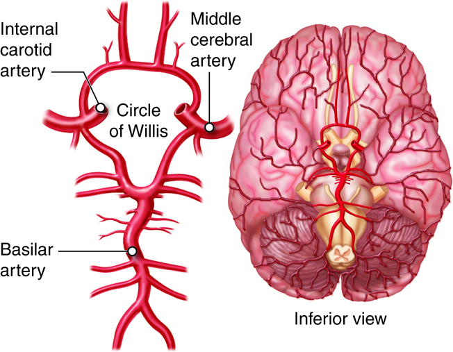 This figure outlines the circulatory system in the central nervous system. A posterior view of the brain is shown.