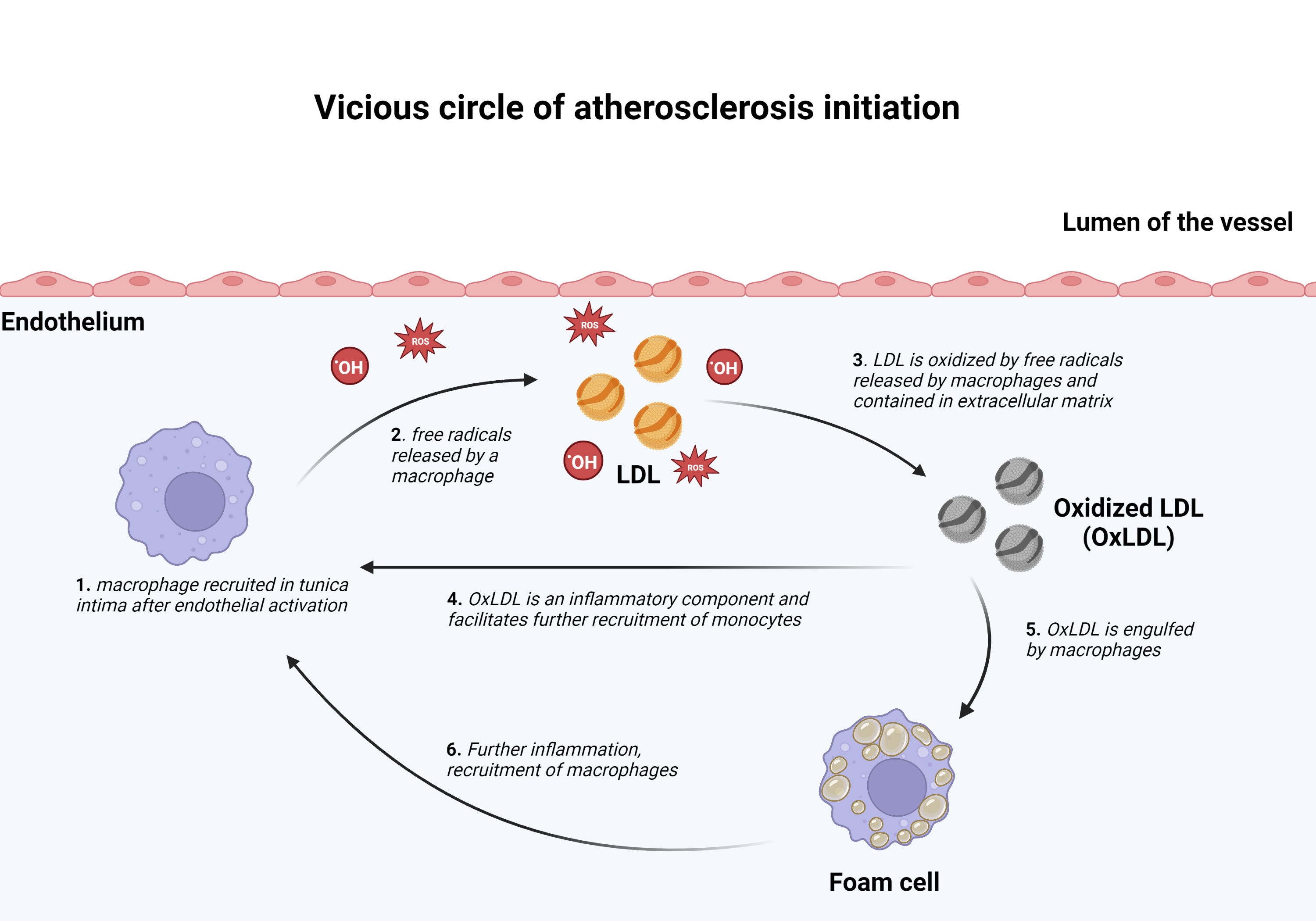 the life cycle of a macrophage in the subendothelial space of a vessel. A newly recruited macrophage enters the subendothelial space and releases its free radicals as part of its inflammatory role. These radicals convert LDL to oxidized LDL. The macrophages then engulf the oxidized LDL transforming the macrophage into a fat-laden foam cell. The foam cell then sends inflammatory chemicals which recruit more macrophages to the site and the cycle continues.
