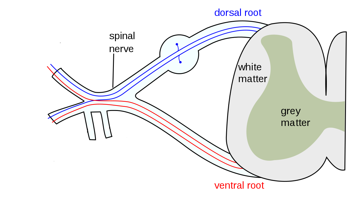 This illustration shows a segment of the spinal cord in cross-section. The spinal cord itself is composed of inner grey-matter in a butterfly shape surrounded by white matter. The ventral and dorsal roots contain neurons leaving the spinal cord, which combine to form a mixed spinal nerve containing both sensory and motor fibres.
