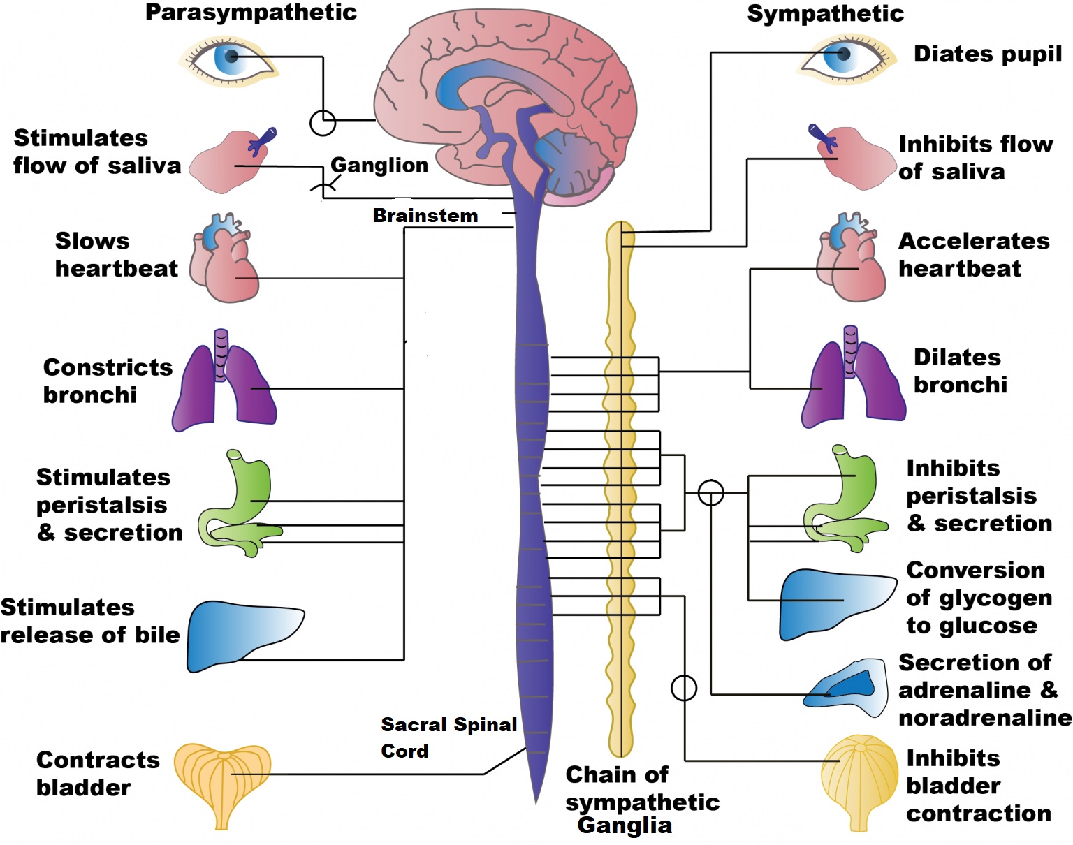 This illustration demonstrates the various functions of the parasympathetic and sympathetic nervous systems. The parasympathetic division is responsible for stimulating the flow of saliva, slowing the heartbeat, constricting the bronchi, stimulating peristalsis and secretions gastrointestinal secretions, stimulating release of bile from the gallbladder, and contracting the bladder. The sympathetic nervous system dilates the pupils, inhibits flow of saliva, accelerates heartbeat, dilates bronchi, inhibits peristalsis and gastrointestinal secretions, converts glycogen to glucose and secretes noradrenaline, and inhibits bladder contraction.