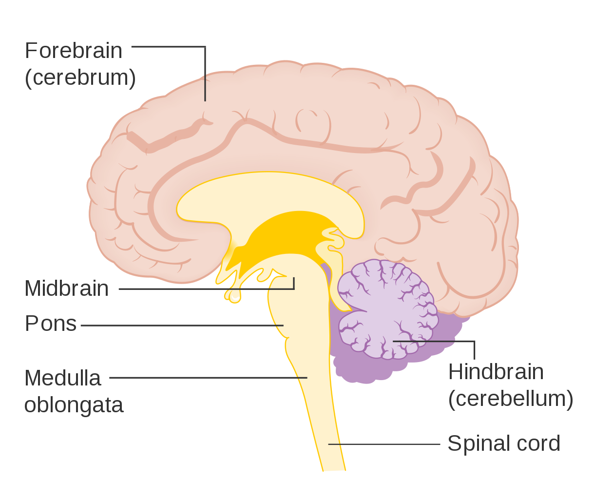 This illustration shows a midsection of the human brain cut in the sagittal plane. Highlighted are the main divisions of the brain, brainstem, and spinal cord. This includes the Forebrain, cerebrum, midbrain, pons, medulla, hindbrain, cerebellum, and spinal cord.