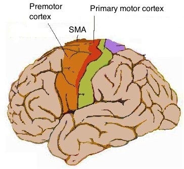 This illustration demonstrates a lateral view of the human brain. The supplementary motor and primary motor areas are labelled.