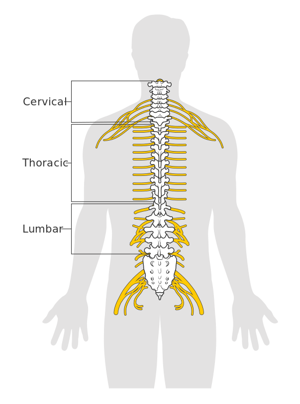 This illustration demonstrates the position of the spinal cord and vertebrae within the human body and the three spinal cord areas- the cervical, thoracic, and lumbar areas (running superior to inferior as listed).