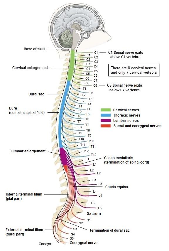 This illustration demonstrates a lateral view of the brain and spinal cord with the positions of the 31 spinal nerves.