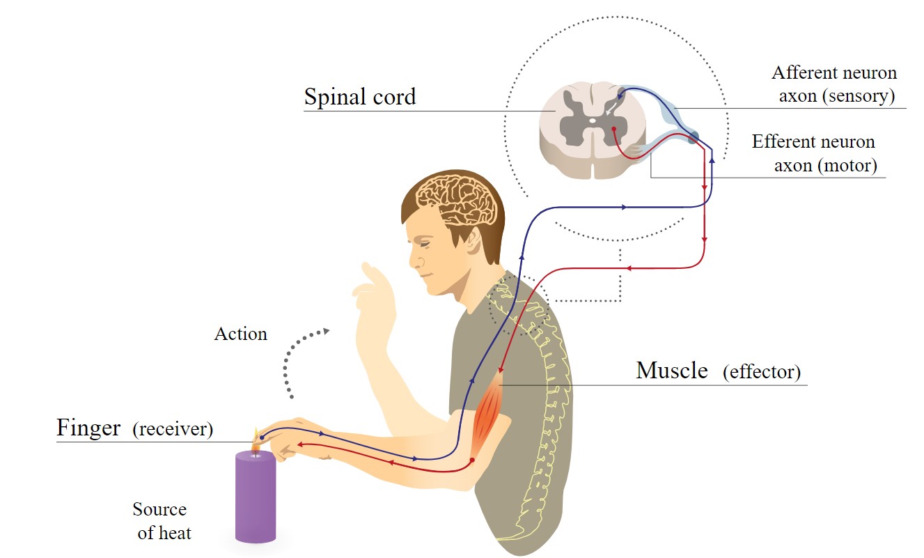This illustration demonstrates a basic withdrawal reflex arc. A person touches a hot candle and sensory fibres fire an action potential to the spinal cord. The sensory fibres synapse onto the motor fibres within the spinal cord, which fires an action potential onto the motor neuron causing the biceps muscle to constrict and withdraw the arm. Nerve fibres, the spinal cord, and the muscle are labelled.